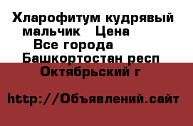 Хларофитум кудрявый мальчик › Цена ­ 30 - Все города  »    . Башкортостан респ.,Октябрьский г.